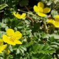 Potentilla guska: fotografija i opis, prednosti, primjena